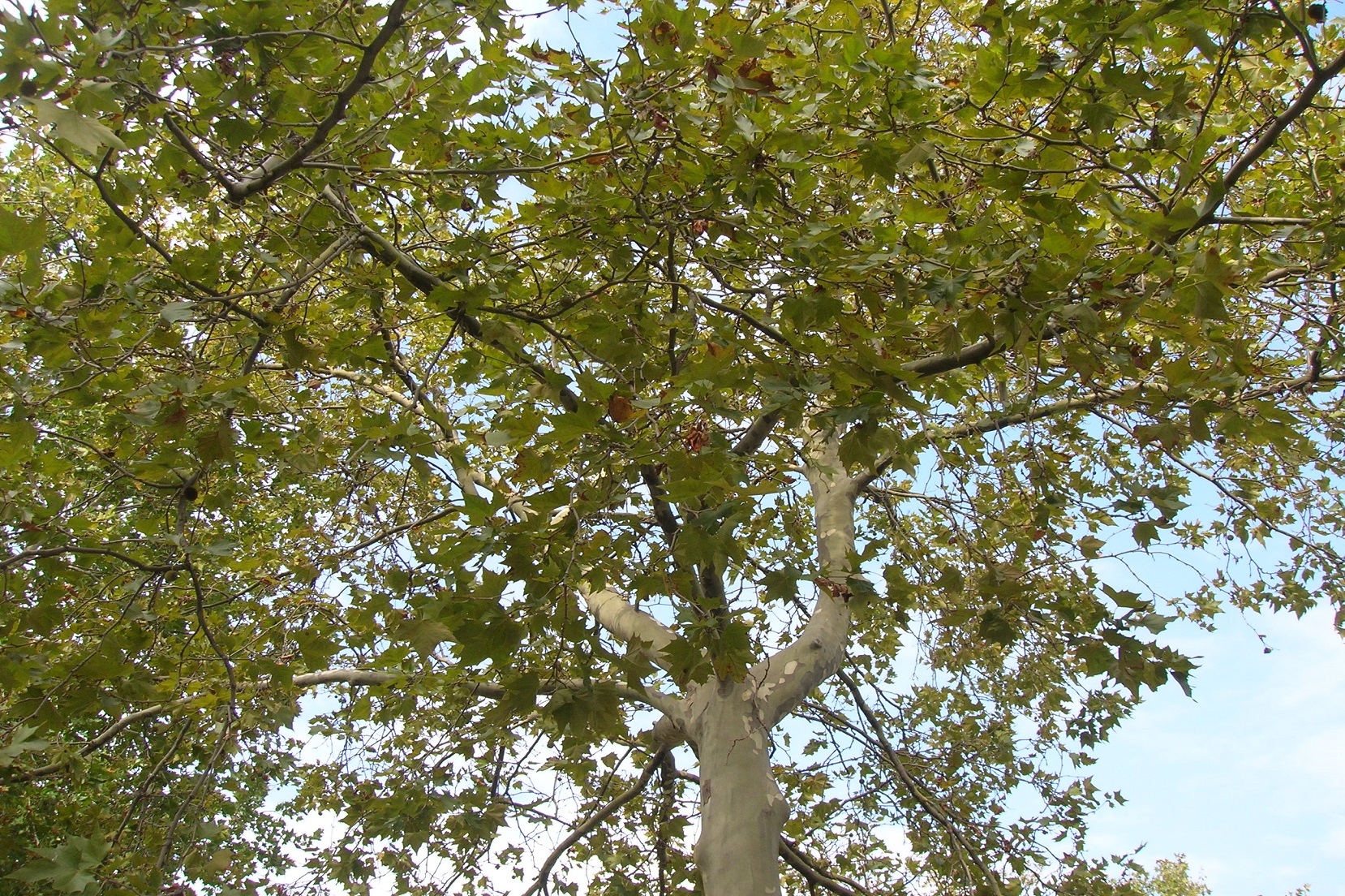 Platani